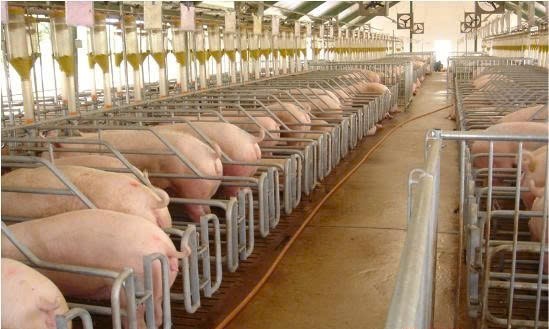 Ảnh minh hoạ Lộ trình giảm phát thải mê-tan trong chăn nuôi