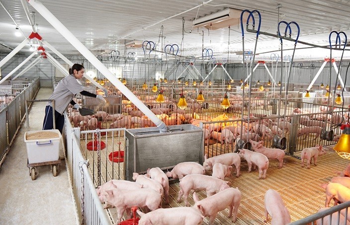 Lộ trình giảm phát thải mê-tan trong chăn nuôi