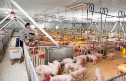 Lộ trình giảm phát thải mê-tan trong chăn nuôi