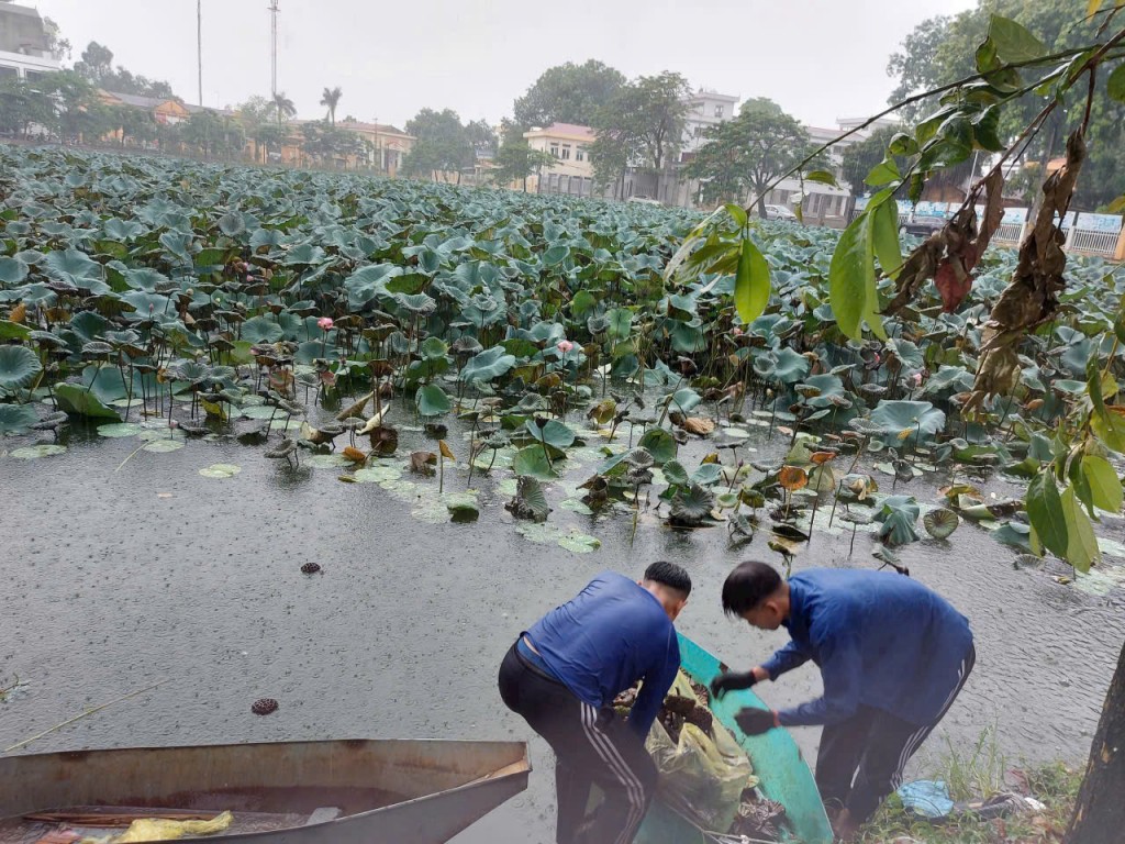 Lực lượng thanh niên xã Quảng Bị hái sen gây quỹ an sinh
