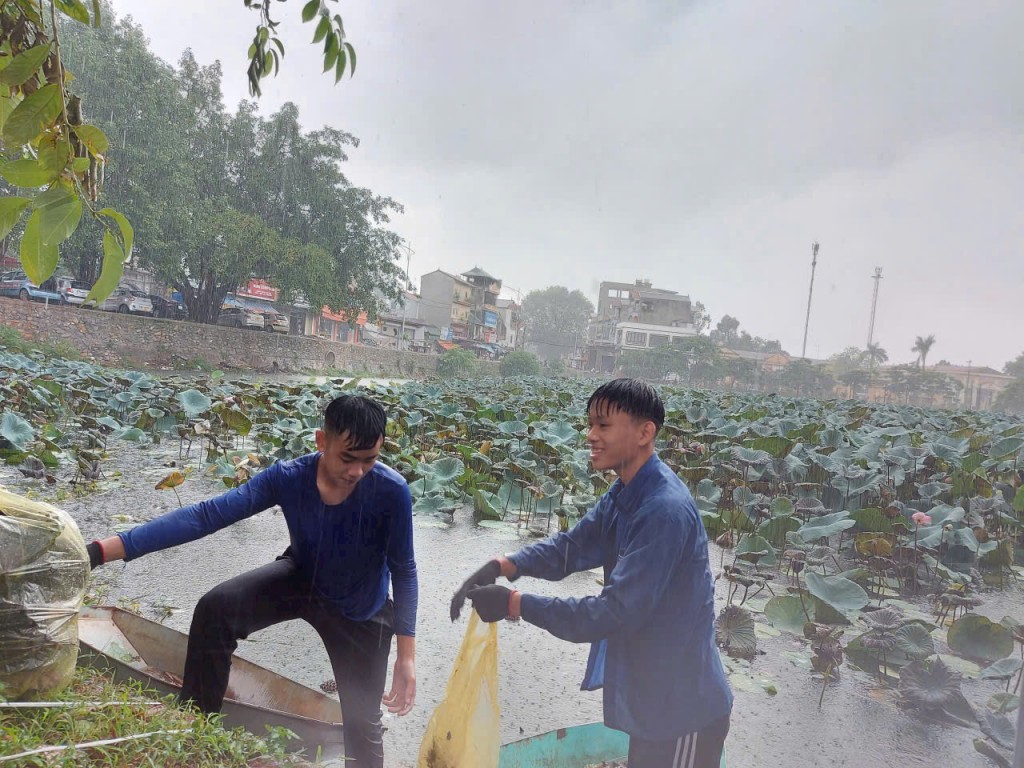Dù nắng hay mưa, lực lượng thanh niên vẫn tham gia hái sen gây quỹ