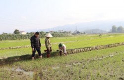 Tìm kiếm, phát triển các kỹ thuật canh tác giảm phát thải khí mê-tan