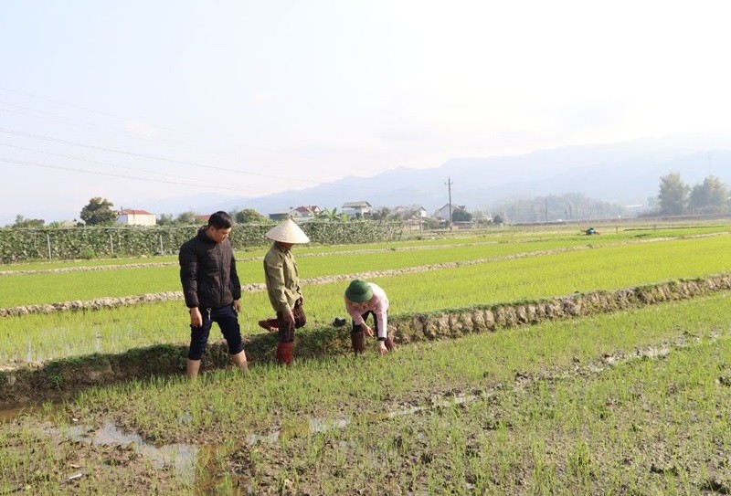 Tìm kiếm, phát triển các kỹ thuật canh tác giảm phát thải khí mê-tan