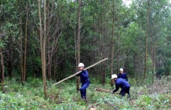 Một số giải pháp giảm phát thải khí mê-tan trong lâm nghiệp