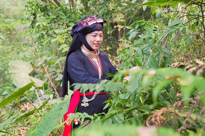 Sức sống mới trên những miền quê phên giậu của Thủ đô