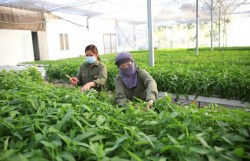 Hà Nội triển khai quy định về xây dựng tại vùng nông nghiệp tập trung