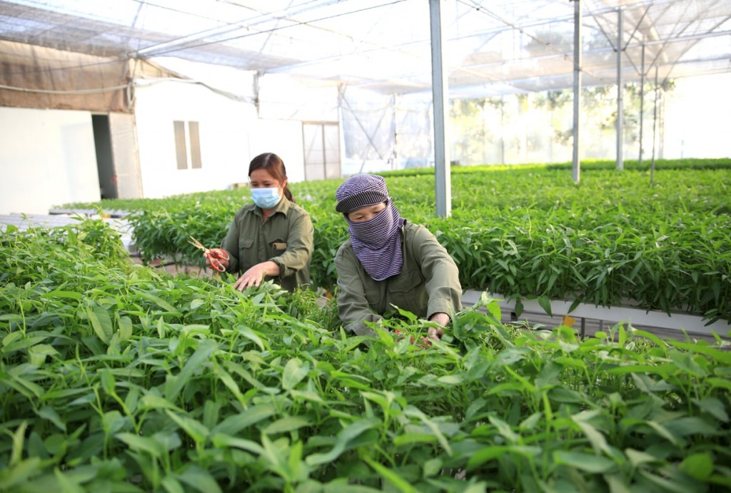 Hà Nội triển khai quy định về xây dựng tại vùng nông nghiệp tập trung