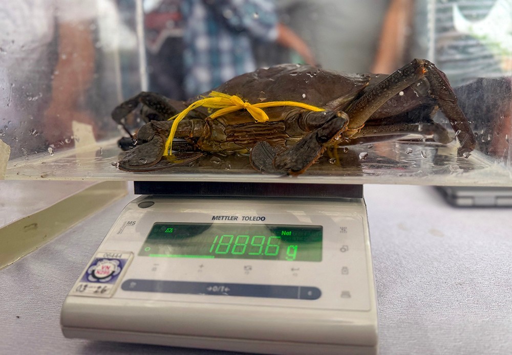 Con cua nặng gần 1,9 kg được ghi nhận phá kỷ lục tạm thời của cuộc thi “Xác lập kỷ lục” về cua Cà Mau.