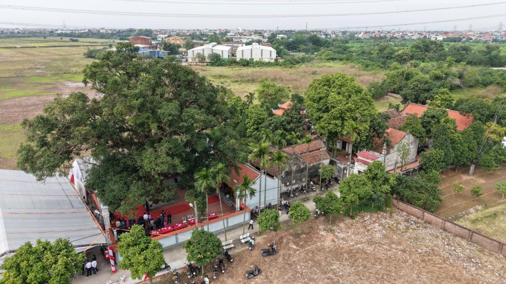 Xã Phù Đổng công bố Quyết định công nhận Cây Di sản Việt Nam