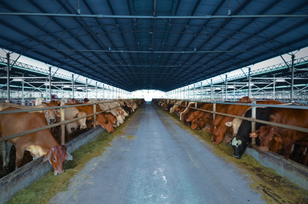 Nông nghiệp Hòa Phát thông báo chào bán 30 triệu cổ phiếu lần đầu ra công chúng Nông nghiệp Hòa Phát thông báo chào bán 30 triệu cổ phiếu lần đầu ra công chúng