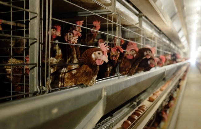 Nông nghiệp Hòa Phát thông báo chào bán 30 triệu cổ phiếu lần đầu ra công chúng