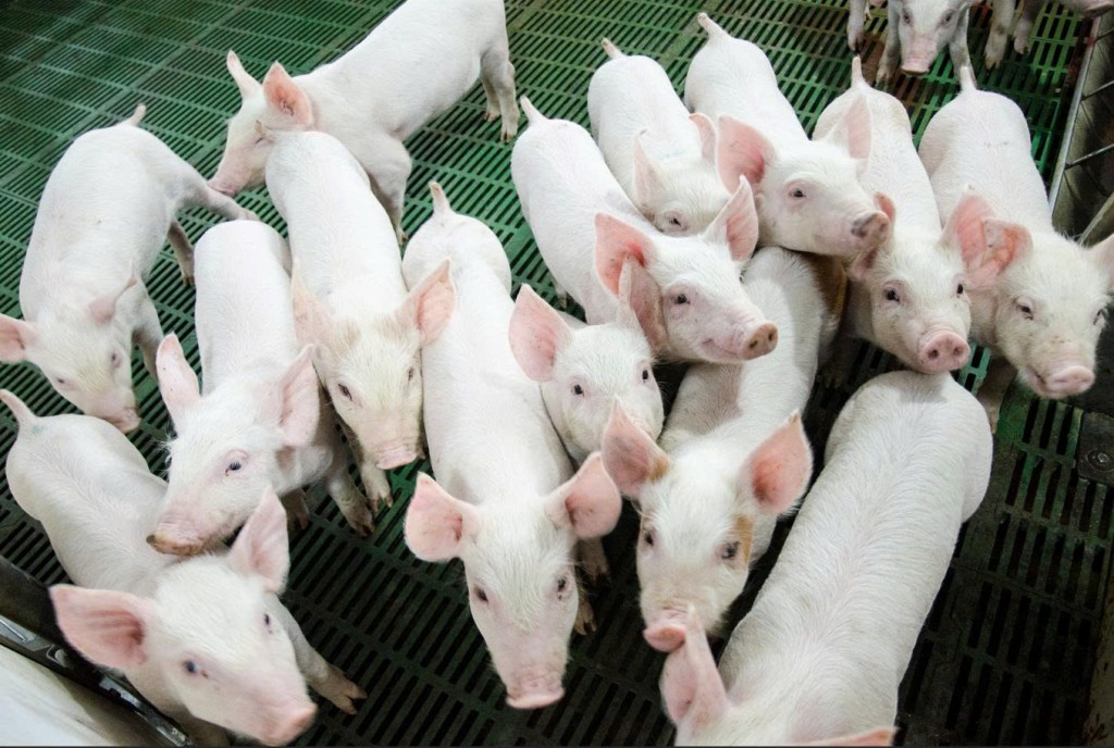 Nông nghiệp Hòa Phát thông báo chào bán 30 triệu cổ phiếu lần đầu ra công chúng Nông nghiệp Hòa Phát thông báo chào bán 30 triệu cổ phiếu lần đầu ra công chúng