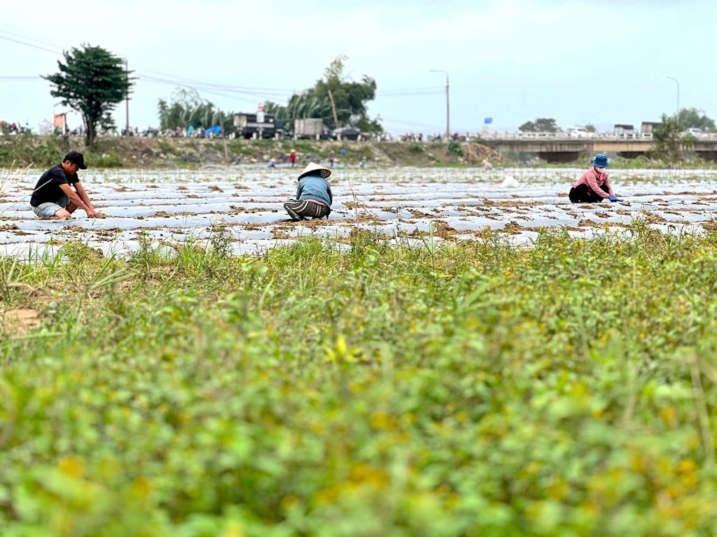 Ảnh minh hoạ Ảnh minh hoạ