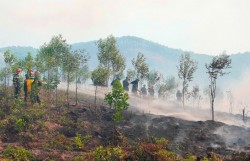 Tăng cường mô hình “4 tại chỗ” và “5 sẵn sàng” bảo vệ rừng