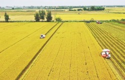 Sản xuất lúa sạch giảm phát thải, nâng cao lợi nhuận nông nghiệp