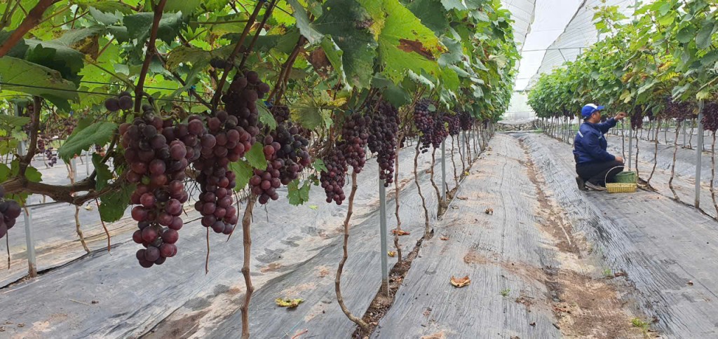 Vườn nho là Một trong những sản phẩm chủ lực quảng bá thương hiệu của HTX Xứ Đoài Vườn nho là Một trong những sản phẩm chủ lực quảng bá thương hiệu của HTX Xứ Đoài