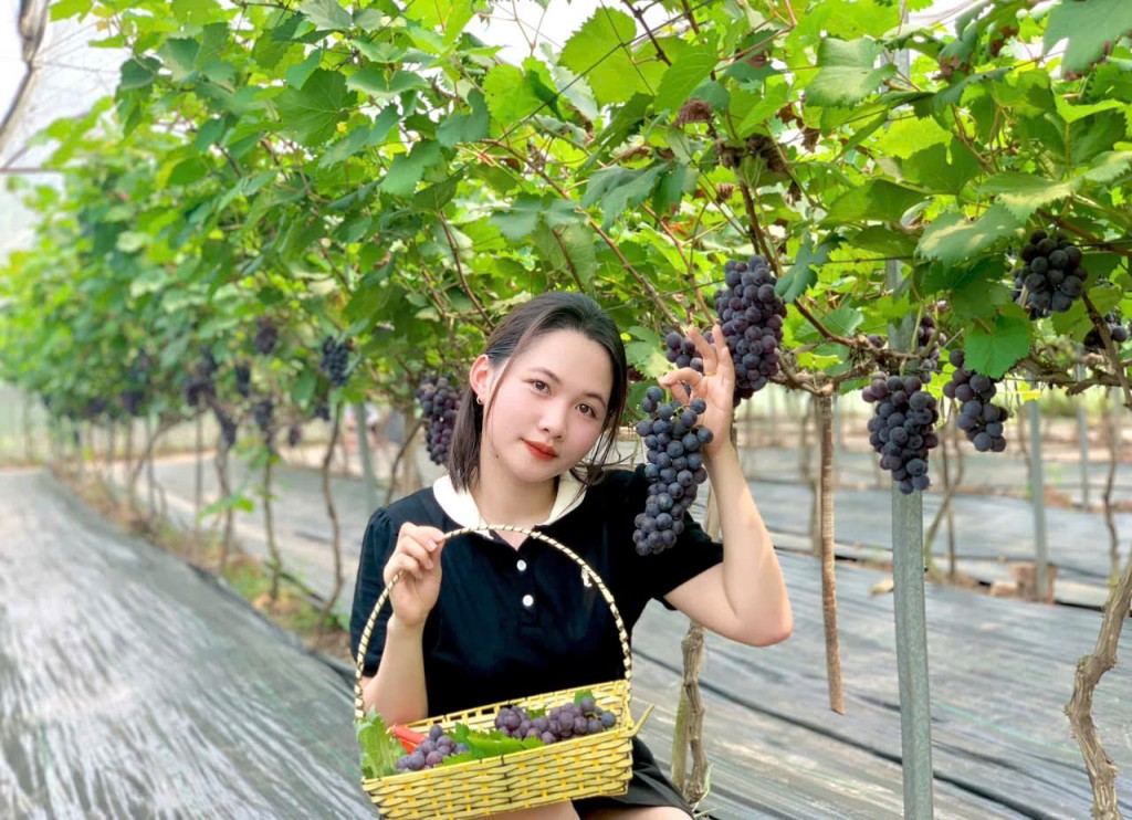 Vườn nho thu hút các bạn trẻ tới thăm, hái quả và chụp ảnh Vườn nho thu hút các bạn trẻ tới thăm, hái quả và chụp ảnh