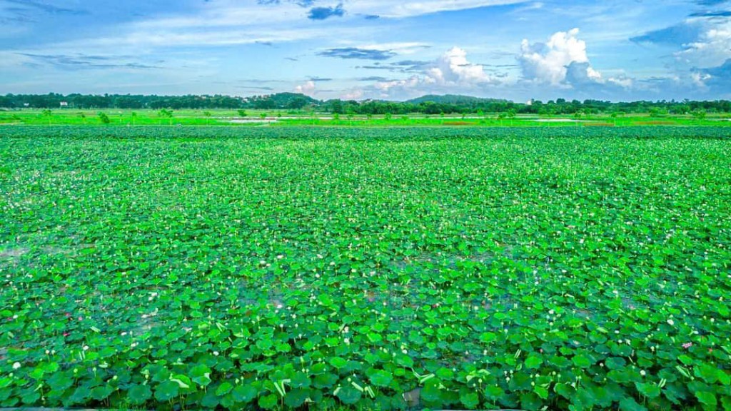 Cánh đồng sen bát ngát đã thu hút được nhiều du khách tới thăm quan, chụp ảnh và mua những sản phẩm được làm từ sen Cánh đồng sen bát ngát đã thu hút được nhiều du khách tới thăm quan, chụp ảnh và mua những sản phẩm được làm từ sen