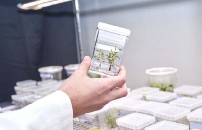 Phát triển siêu cây hấp thụ khí nhà kính có phải là hướng đi