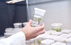 Phát triển siêu cây hấp thụ khí nhà kính có phải là hướng đi