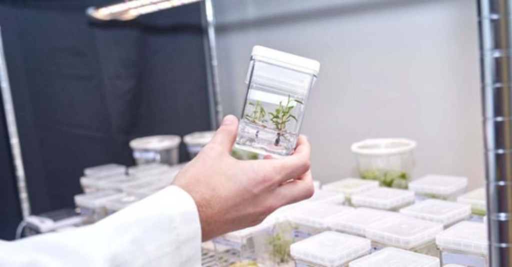 Siêu cây chống biến đổi khí hậu tại phòng thí nghiệm của Living Carbon. Ảnh: IE Phát triển siêu cây hấp thụ khí nhà kính có phải là hướng đi