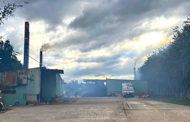 Quảng Ngãi: Xử phạt cơ sở sấy cà phê nằm sát khu dân cư