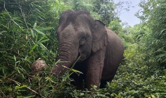 Đắk Lắk: Voi rừng xuất hiện, phá hoại hoa màu