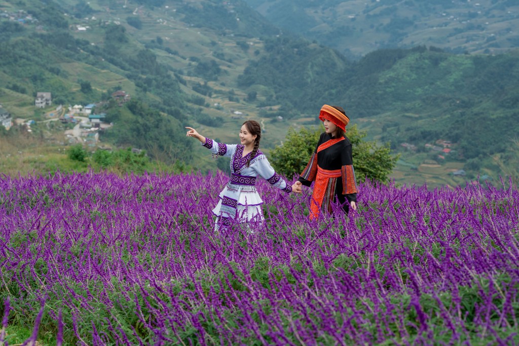 Thung lũng hoa mỗi mùa ở Fansipan luôn khiến du khách mê mẩn Thung lũng hoa mỗi mùa ở Fansipan luôn khiến du khách mê mẩn