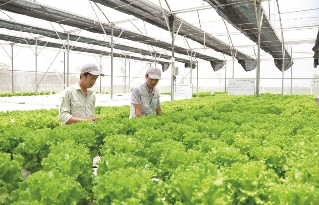 Phát triển kinh tế tập thể, hợp tác xã theo mô hình xanh, số, tuần hoàn và thúc đẩy liên kết