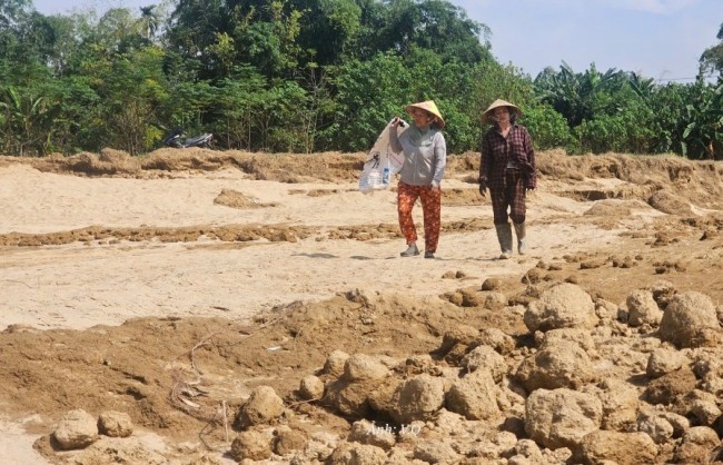 Đà Nẵng: 82,4 hecta đất nông nghiệp vùng Gò Nổi bị cát bồi lấp