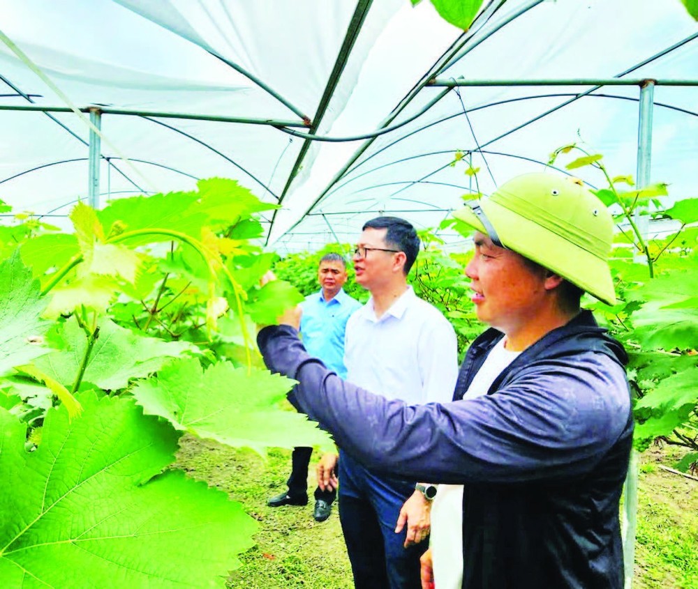 Ảnh minh hoạ Ảnh minh hoạ