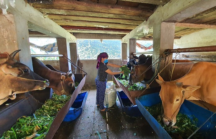 "Chìa khóa kép" giảm phát thải khí Mê-tan, hướng tới nền nông nghiệp xanh