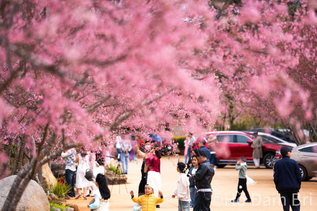 Quảng Ngãi tổ chức chuỗi sự kiện đặc sắc chào đón năm mới 2026 Quảng Ngãi tổ chức chuỗi sự kiện đặc sắc chào đón năm mới 2026