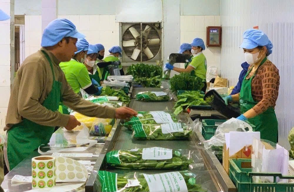 Sơ chế và đóng gói rau sạch trước khi đưa ra thị trường. Ảnh: Nguyễn Mai Sơ chế và đóng gói rau sạch trước khi đưa ra thị trường. Ảnh: Nguyễn Mai