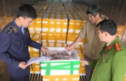 Sầm Sơn (Thanh Hoá): Thu giữ hơn 10 tấn cá khoai sử dụng chất cấm để bảo quản