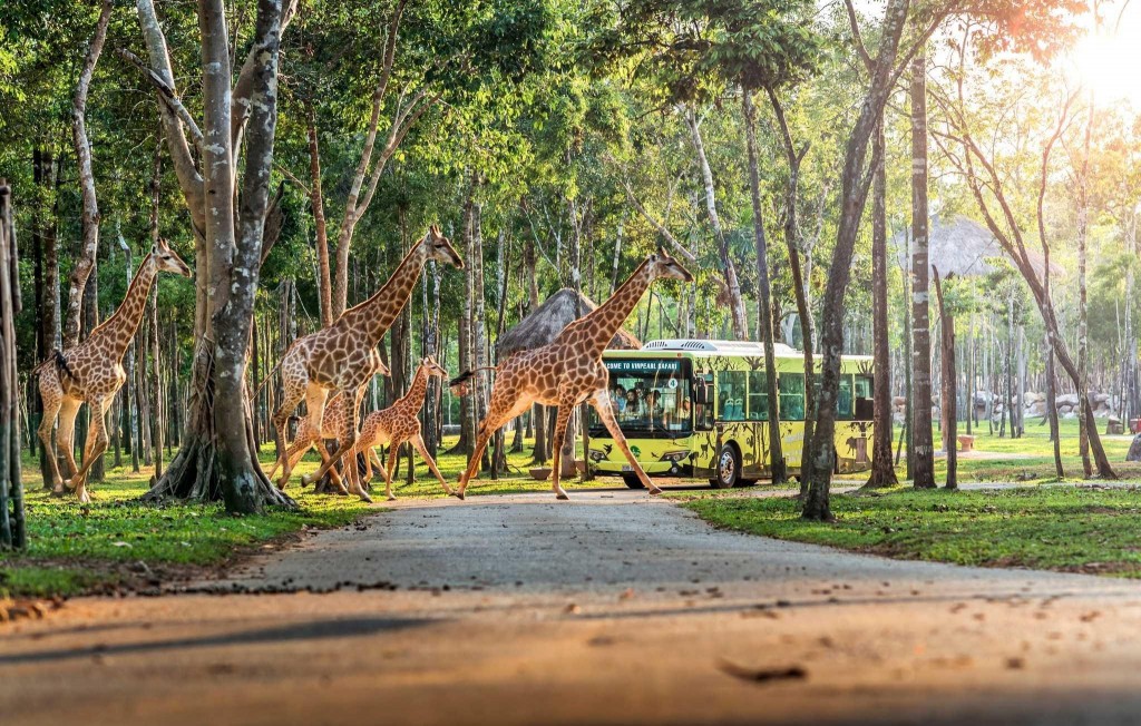 Safari bán hoang dã đầu tiên của Việt Nam trên Đảo Ngọc. Ảnh: Vinpearl Safari