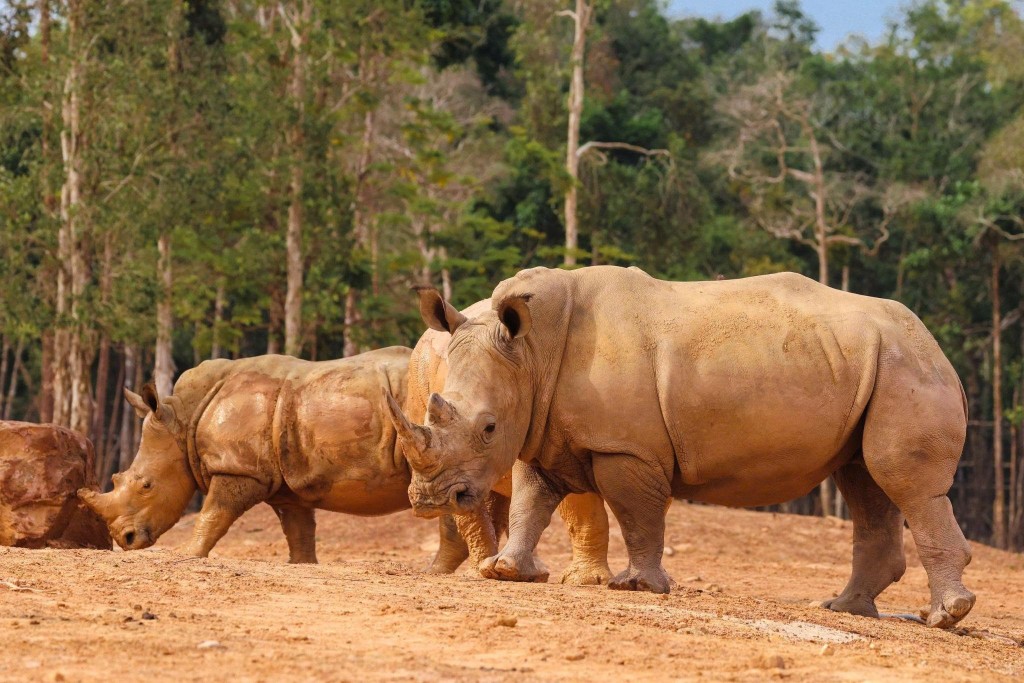 Những ngôi nhà được kiến tạo bằng trái tim và chuẩn sống xanh cho “cư dân” hoang dã. Ảnh: Vinpearl Safari