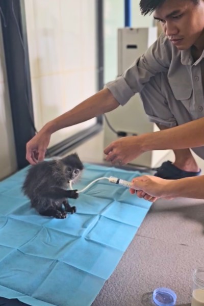 Dấu ấn tiên phong của Safari bán hoang dã đầu tiên tại Việt Nam