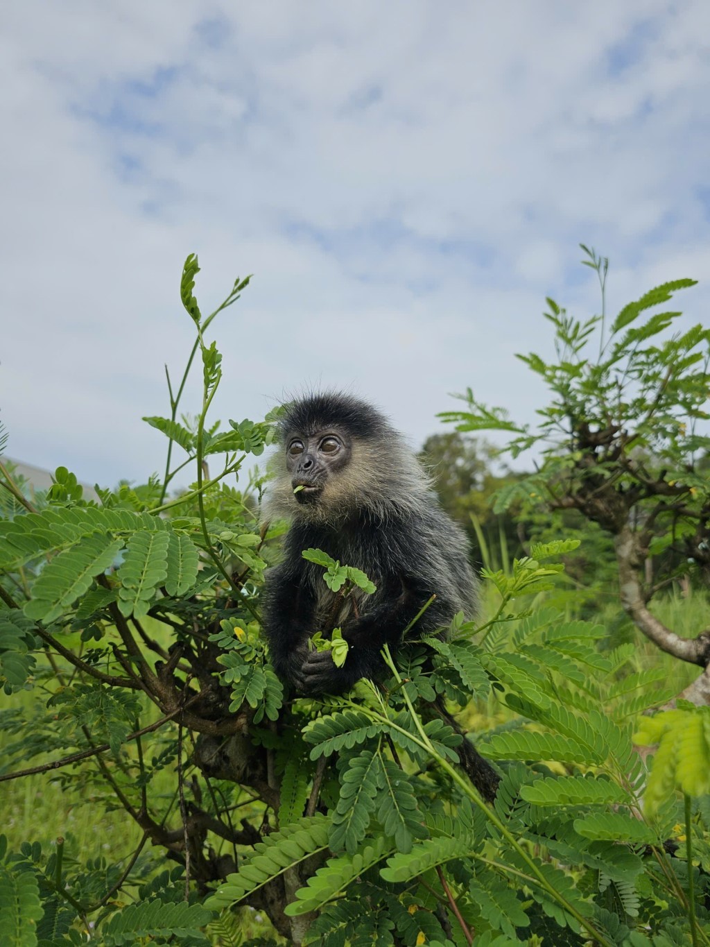 Dấu ấn tiên phong của Safari bán hoang dã đầu tiên tại Việt Nam