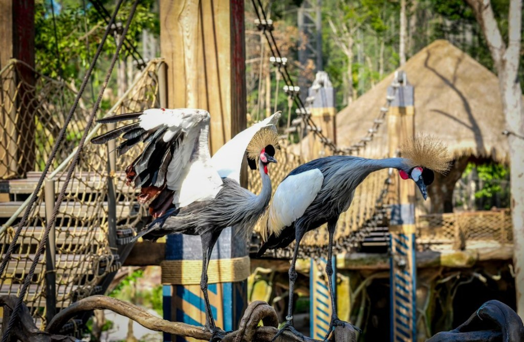 Dấu ấn tiên phong của Safari bán hoang dã đầu tiên tại Việt Nam