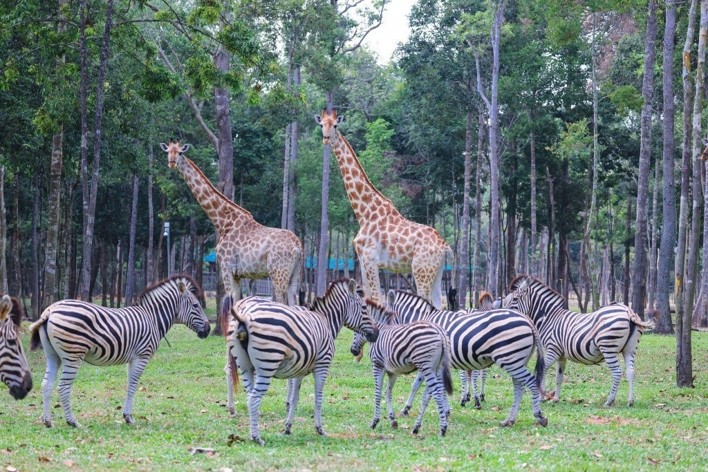 Dấu ấn tiên phong của Safari bán hoang dã đầu tiên tại Việt Nam