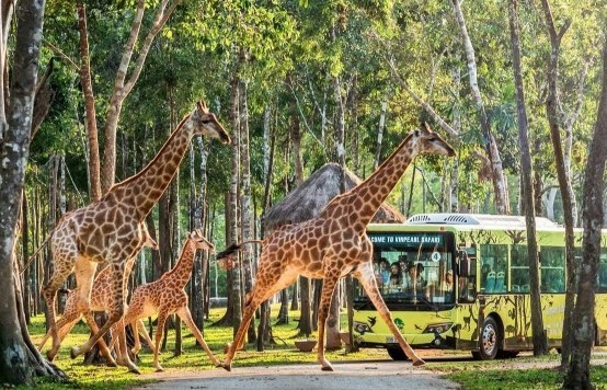 Dấu ấn tiên phong của Safari bán hoang dã đầu tiên tại Việt Nam