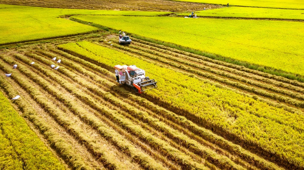 Nông nghiệp Cần Thơ từng bước chuyển từ sản xuất truyền thống sang mô hình chất lượng cao