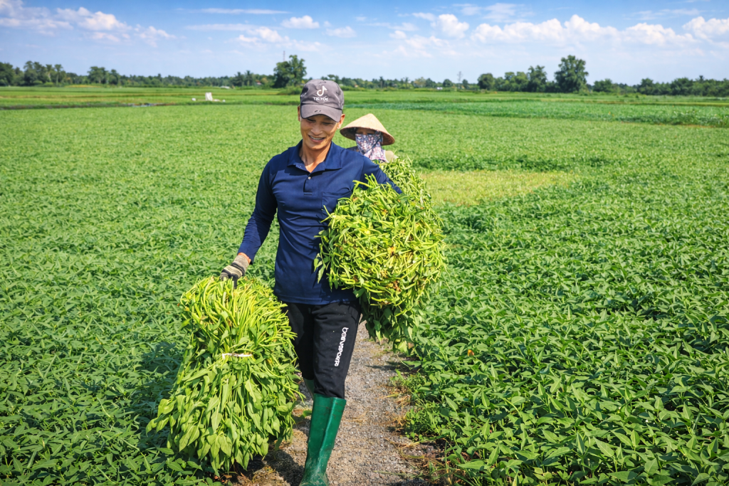 Sản xuất nông nghiệp ứng dụng VietGAP tại Bình Mỹ tiếp tục phát huy hiệu quả, góp phần nâng cao thu nhập cho người dân và phát triển kinh tế theo hướng bền vững.