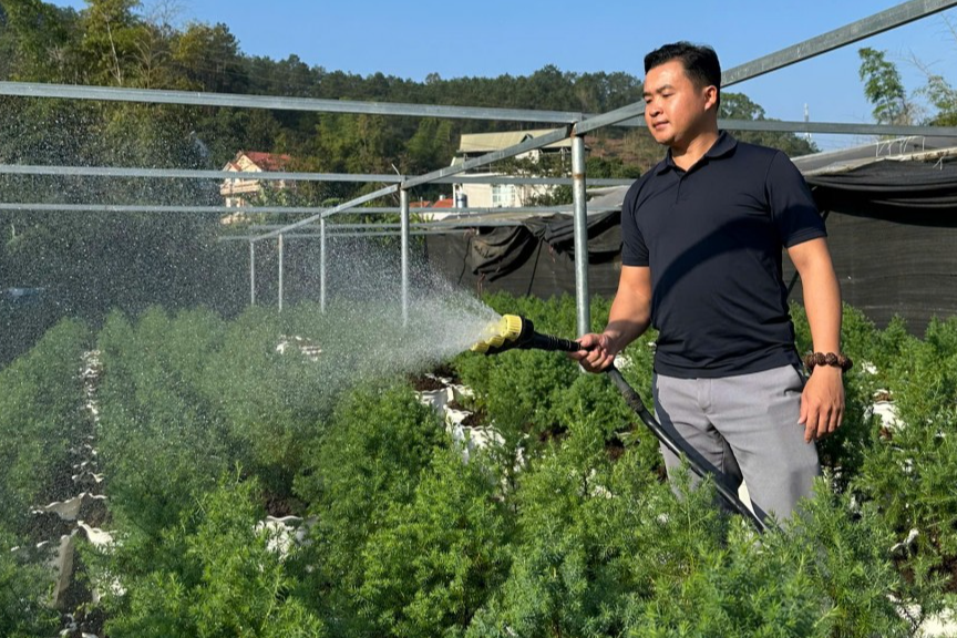 Anh Hoàng Ngọc Vũ chăm sóc cây hoàng đàn tuyết 