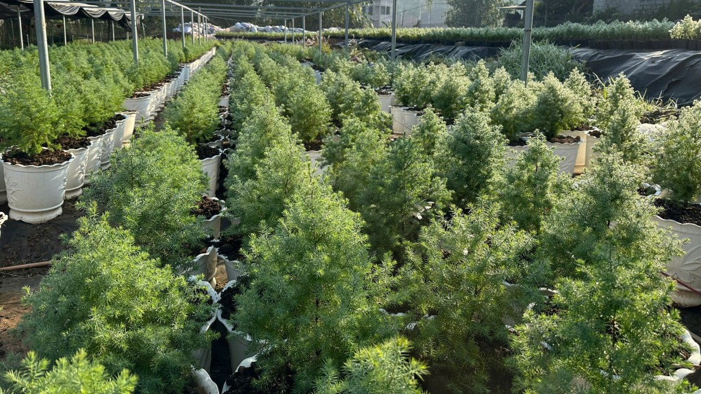 Vườn ươm hoàng đàn tuyết 