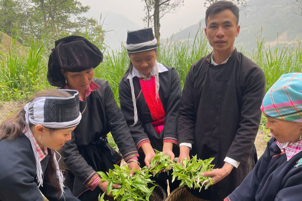 Chàng trai Lý Văn Minh cùng người dân thu hái chè