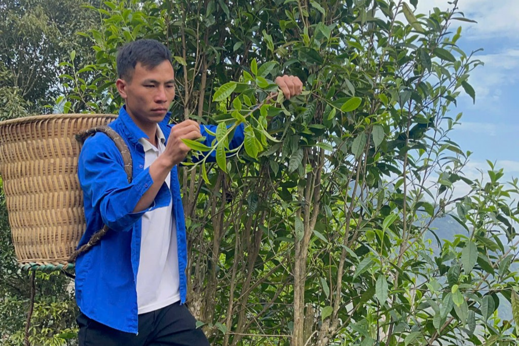 Bài 3: Chàng trai dân tộc Dao nâng tầm giá trị chè Shan tuyết