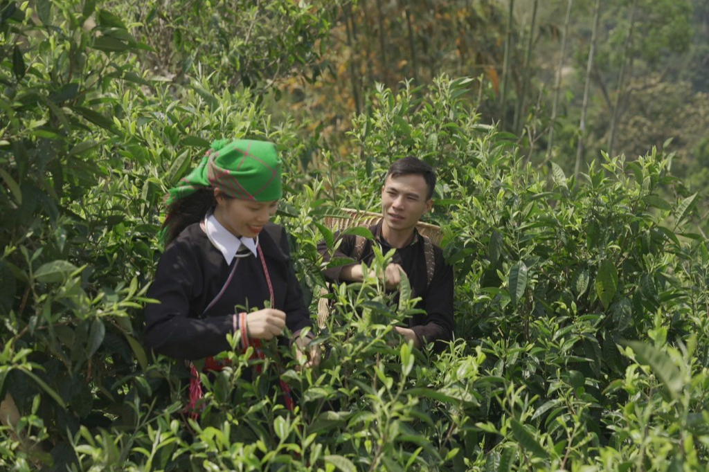 Bài 3: Chàng trai dân tộc Dao nâng tầm giá trị chè Shan tuyết
