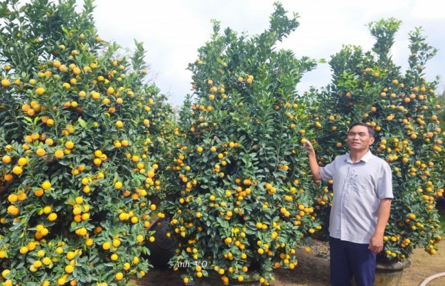 Quất cảnh Cẩm Hà rục rịch đón Tết Nguyên đán